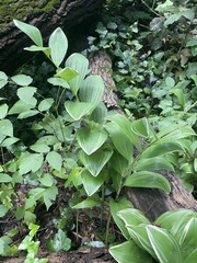 Polygonatum odoratum pluriflorum