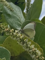 Ascia monuste eubotea