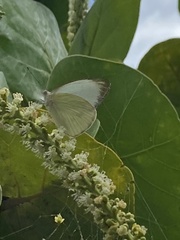 Ascia monuste eubotea