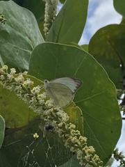 Ascia monuste eubotea