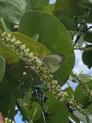 Ascia monuste eubotea