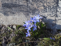 Scilla luciliae