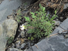 Cardamine bipinnata