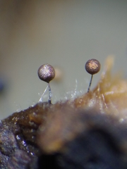 Collaria arcyrionema