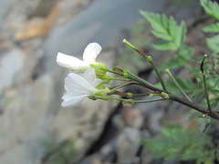 Cardamine bipinnata