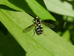 Xanthogramma pedissequum
