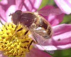 Eristalis abusiva