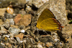 Heliophorus