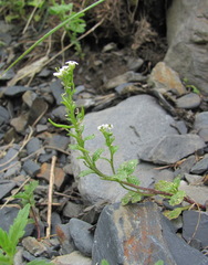 Alliaria taurica