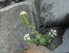 Alliaria taurica