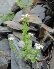 Alliaria taurica