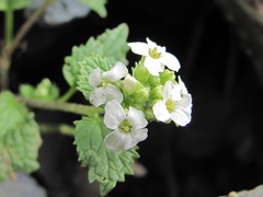 Alliaria taurica