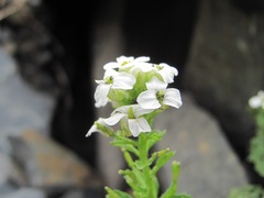 Alliaria taurica