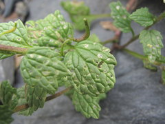 Alliaria taurica