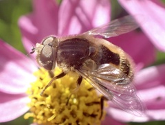 Eristalis abusiva