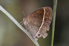 Mycalesis suaveolens