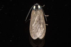 Opharus bimaculata