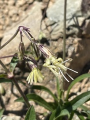 Silene saxatilis