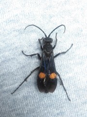 Calopompilus maculipennis