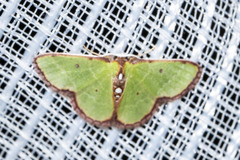 Synchlora cupedinaria