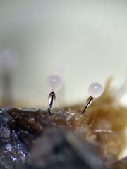 Collaria arcyrionema