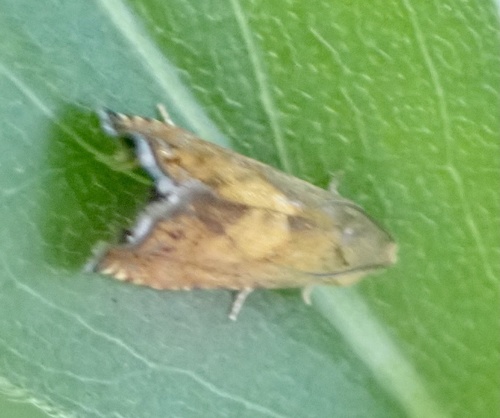 Sycamore Piercer, Graafland, Groot-Ammers, Zuid-Holland, NL, photo 10 of 10