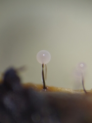 Collaria arcyrionema