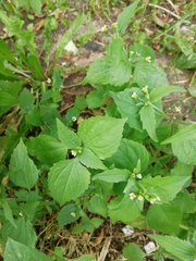 Galinsoga quadriradiata