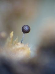 Collaria arcyrionema