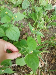 Galinsoga quadriradiata