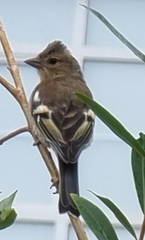 Fringilla coelebs