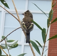 Fringilla coelebs