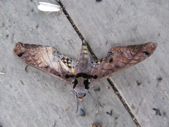 Adhemarius tigrina