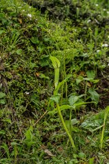 Arisaema jacquemontii