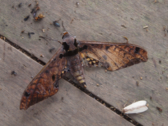 Adhemarius tigrina