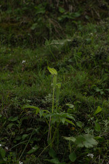 Arisaema jacquemontii