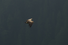 Gyps himalayensis