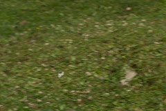 Parnassius hardwickii