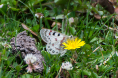 Parnassius hardwickii