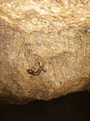 Speleomantes strinatii