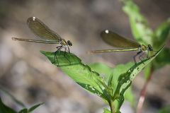 Calopteryx splendens
