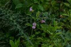 Impatiens amplexicaulis
