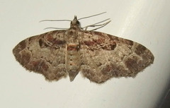 Eupithecia johnstoni