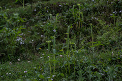 Arisaema jacquemontii