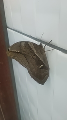 Eryphanis automedon
