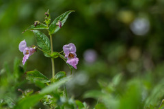 Impatiens amplexicaulis