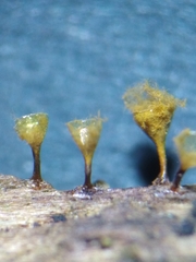 Trichia crateriformis