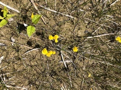 Utricularia intermedia