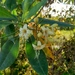 Cyrtophyllum fragrans - Photo (c) Yusran E. Ritonga,  זכויות יוצרים חלקיות (CC BY-NC), הועלה על ידי Yusran E. Ritonga