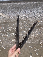 Corvus corax laurencei